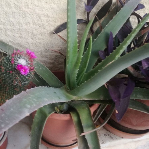 Aloe Vera plant with pot like new