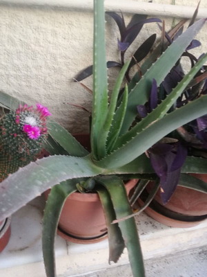 Aloe Vera plant with pot like new