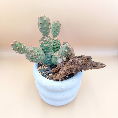Mini desert landscape with Tephrocactus articulatus, new
