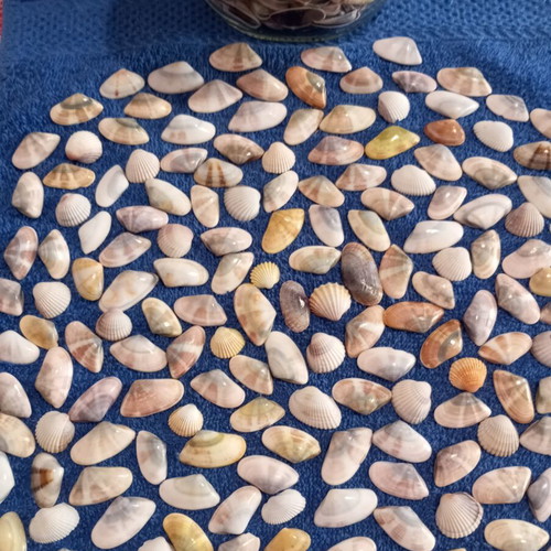 Jar of seashells like new, colorful for crafts and candle making