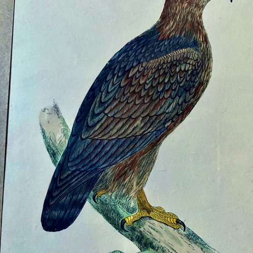 Engraving from England like new with Golden Eagle theme