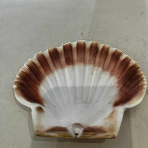 Decorative seashells set of 2 used, sizes 8x17x10 and 12x13