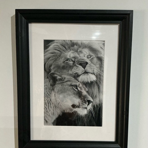 Canvas lions black and white like new 30x40 cm