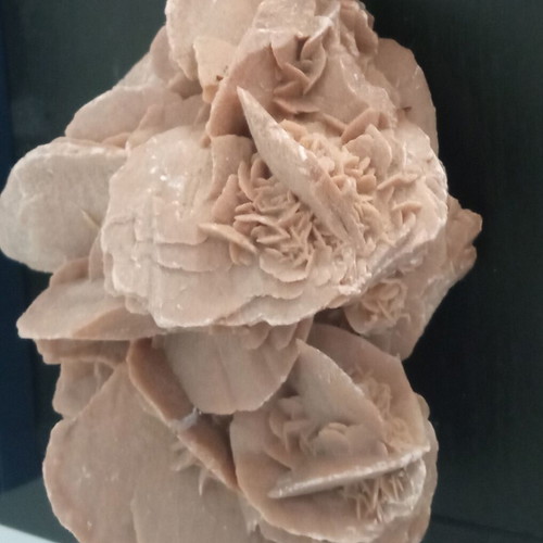 DESERT FLOWERS***WAREHOUSE EMPTYING