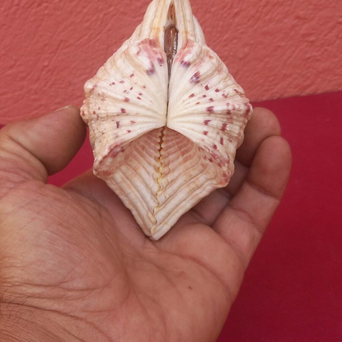 Clam shell pair, 8×12 cm