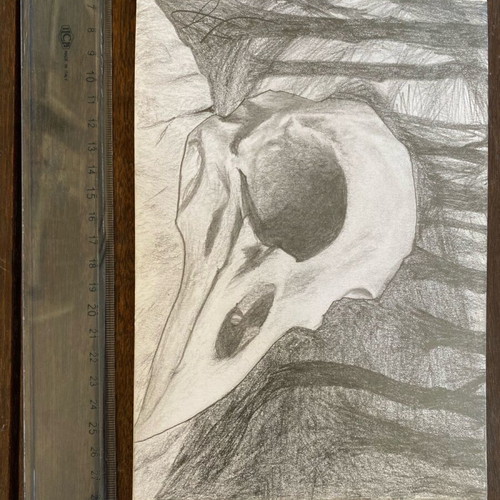 Raven Skull drawing new, graphite A5 with acrylic varnish