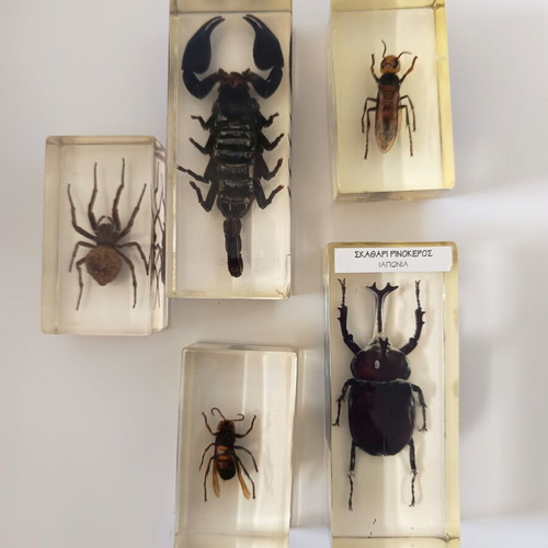 Insect collection in resin used, DeAgostini series, 5 pieces
