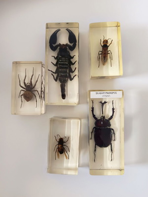 Insect collection in resin used, DeAgostini series, 5 pieces