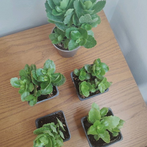 Kalanchoe potted plant new
