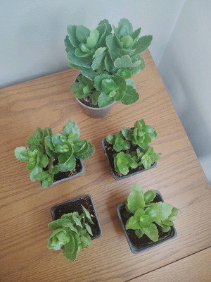 Kalanchoe potted plant new
