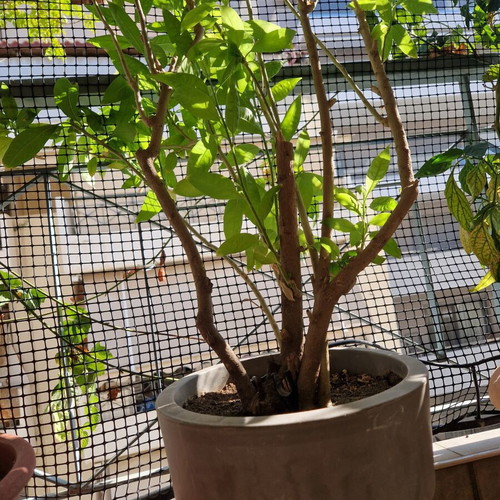 Night Flower plant, 8 years old, decorative pot