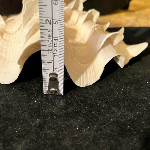 Natural large shell used