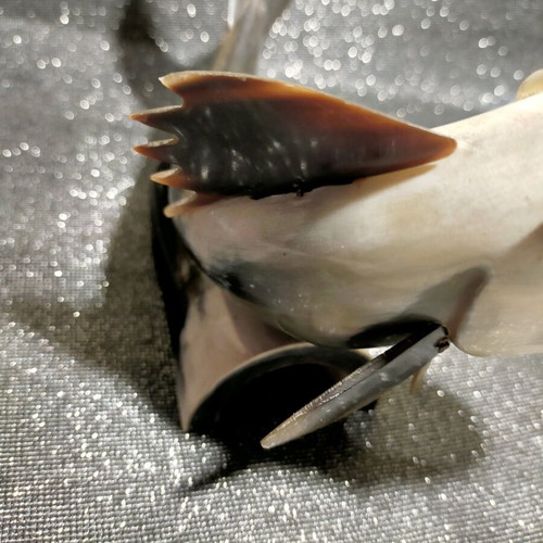 Decorative fish used