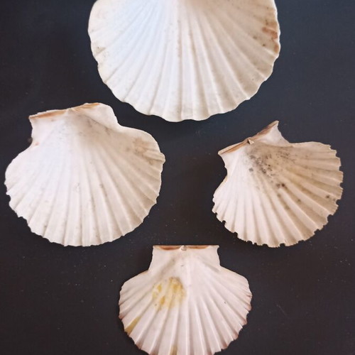 Natural Scallop Shells Set of 4 Like New