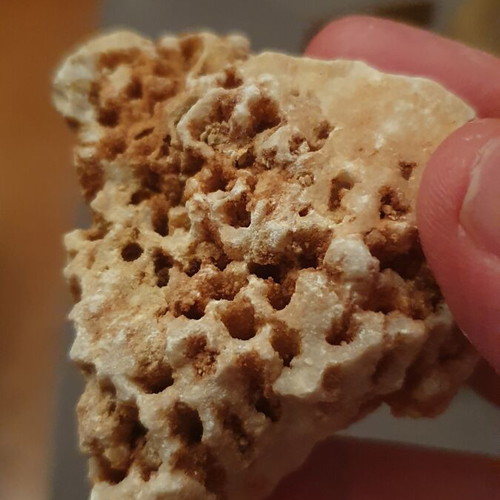 Fossilized coral from Northern Evros new, in box