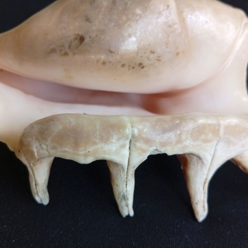 Spider conch shell 14.5 cm