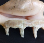 Spider conch shell 14.5 cm