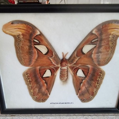 Atlas Moth (Attacus Atlas) collectible framed butterfly