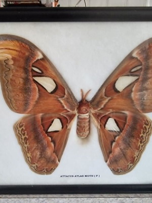 Atlas Moth (Attacus Atlas) collectible framed butterfly