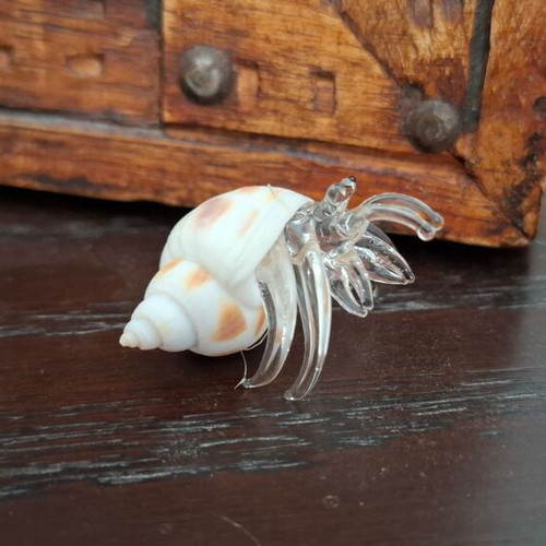 Decorative collection of real shells with crystal new