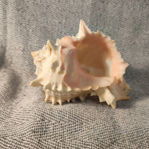 Pink Murex seashell like new, 11x7x8 cm