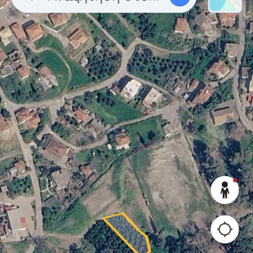 Land plots with productive olive trees near Pyrgos Ilia