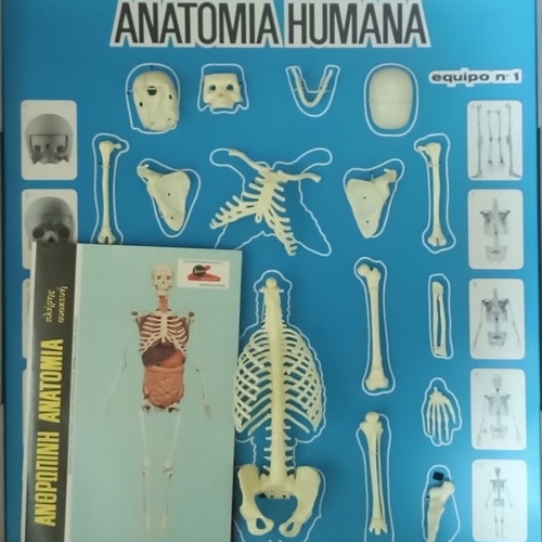 Vintage educational anatomy model with Greek book and red membrane new
