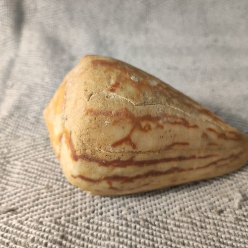Cone Shell used, faded colors