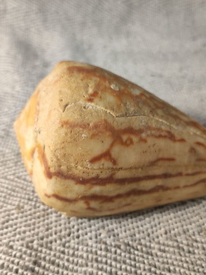 Cone Shell used, faded colors