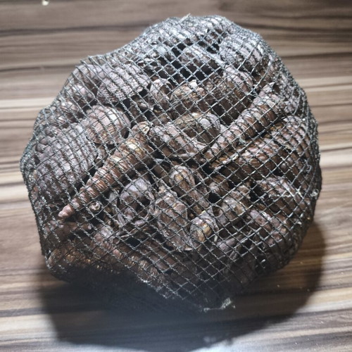 Large natural decorative seashells set with net