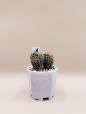 Κάκτος Echinopsis σε μίνι γλαστράκι
