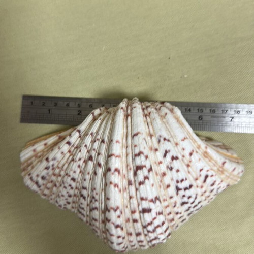 Seashells 4 different designs and sizes