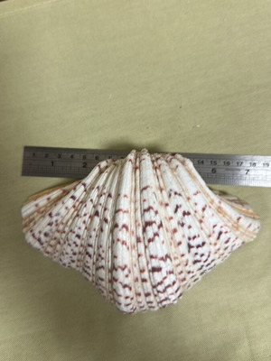 Seashells 4 different designs and sizes