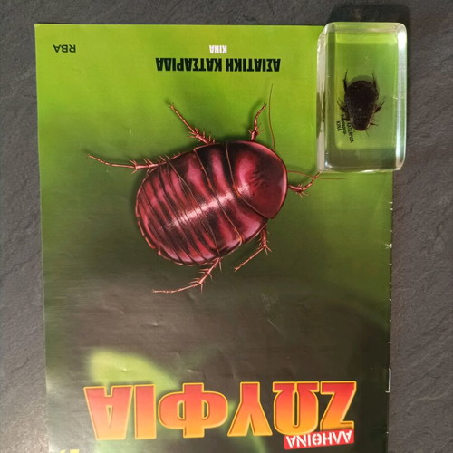 Real Insects Issue 29 used