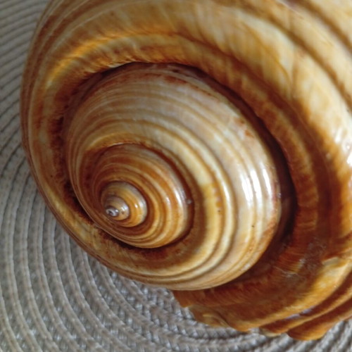 Tonna galea collectible seashell used, 100 years old