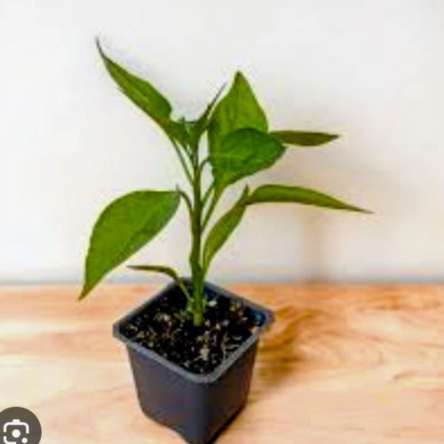 Pepper plants new, pack of 5 inflatable pots