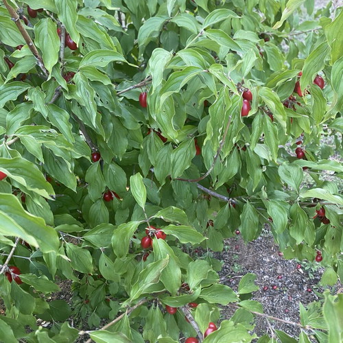 Mountain cornelian cherries from Vermio, organic