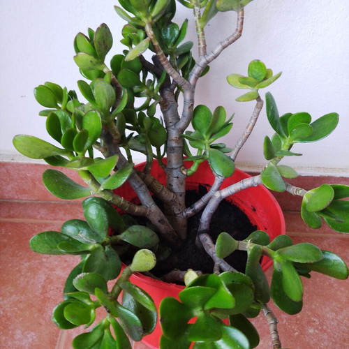 Crassula plant new for indoor and outdoor use