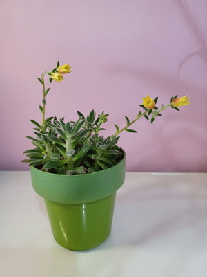 Echeveria Setosa μικρό φυτό καινούργιο