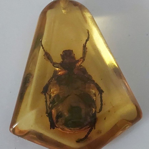 Pendant from synthetic amber with beetle inside like new