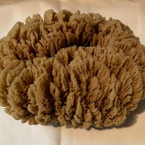 Set of 2 large natural sea sponges new for bath or decoration