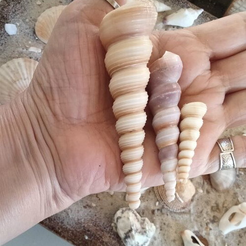 Turritella Seashells new, natural spiral shells for decoration