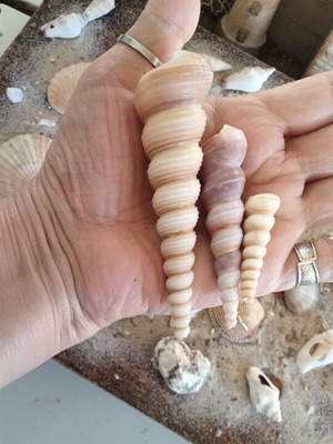Turritella Seashells new, natural spiral shells for decoration