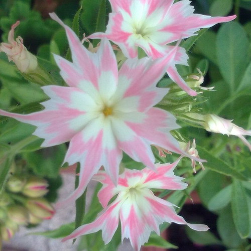 Phlox drummondii Twinkle Star flower seeds like new, bicolor star-shaped