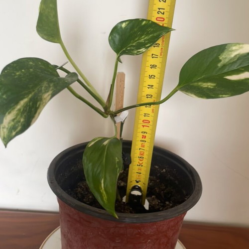 Pothos Climbing Plant New Indoor
