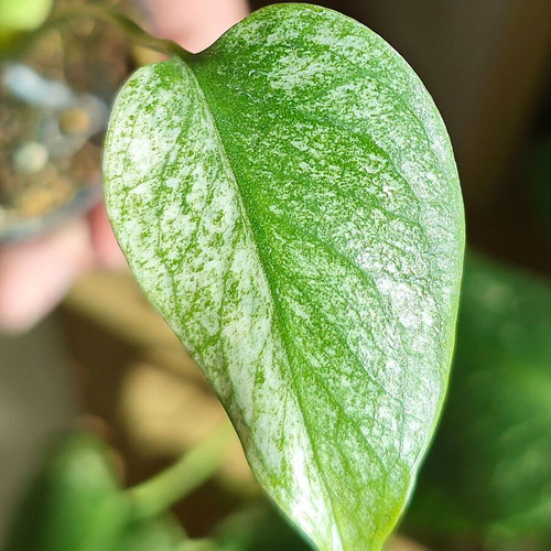 Monstera Mint plant