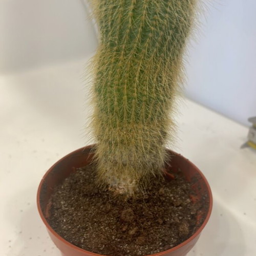Cleistocactus cactus 12cm height new