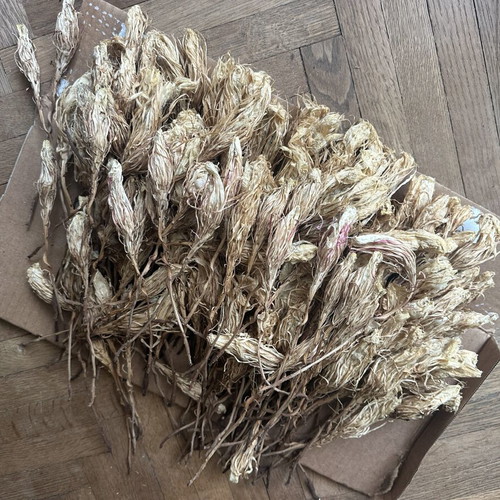 Queen of the Night dried flowers used, pack of 250