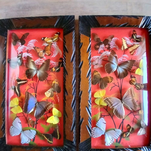 Vintage Brazilian framed butterflies like new