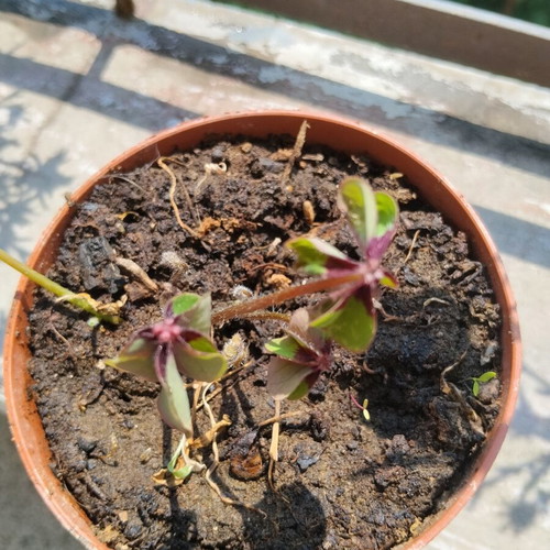 Oxalis four-leaf clover indoor plant in plastic pot